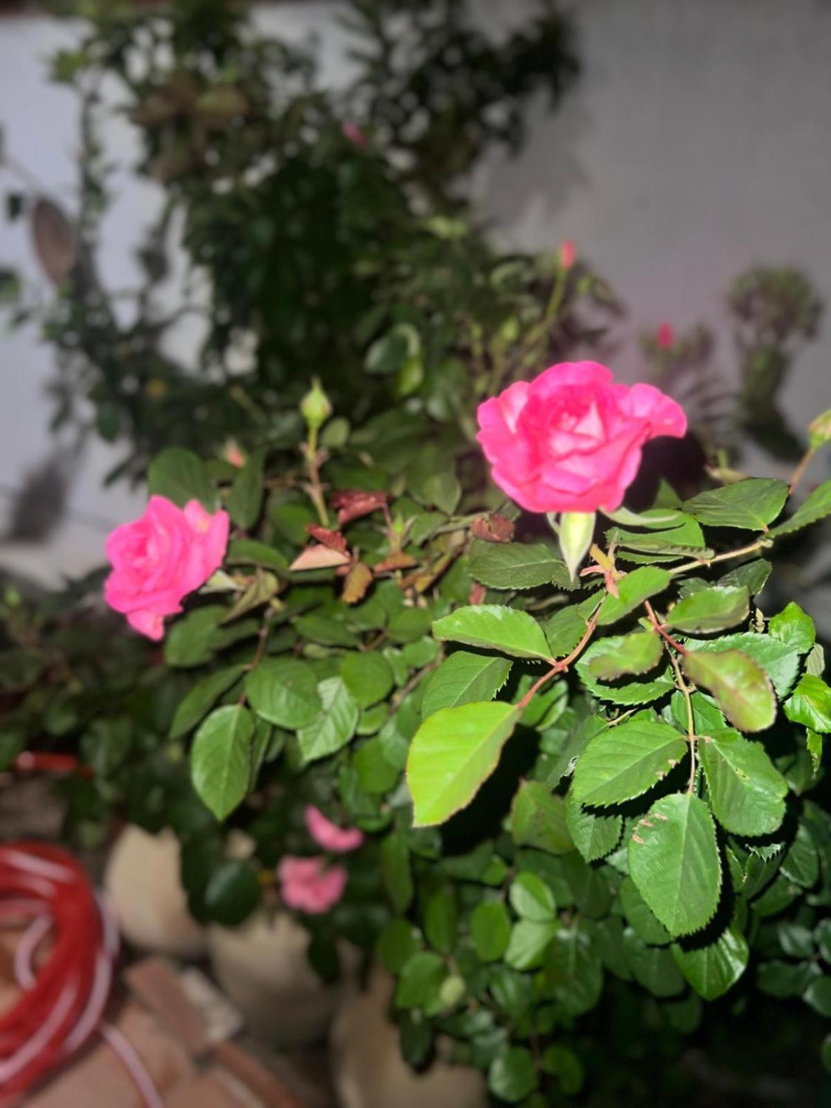 Rosa Dei Venti Hotel Cagliari Luaran gambar