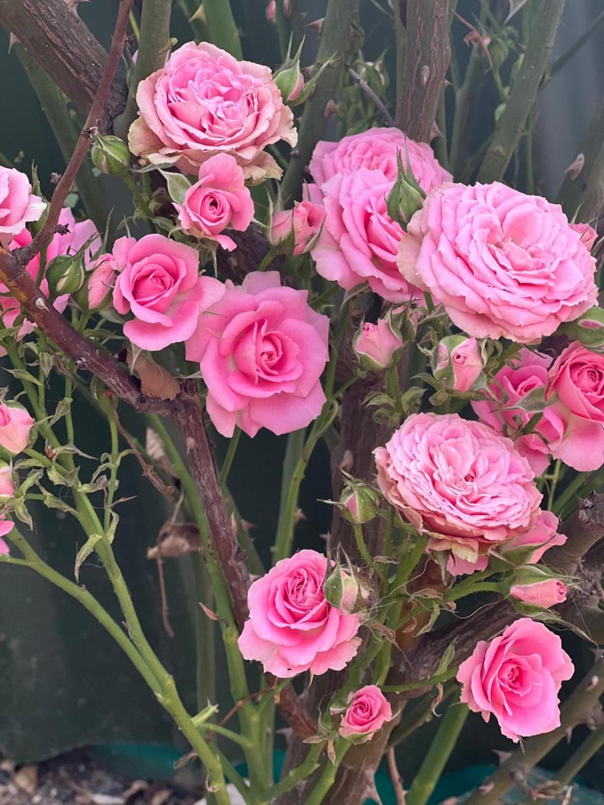 Rosa Dei Venti Hotel Cagliari Luaran gambar